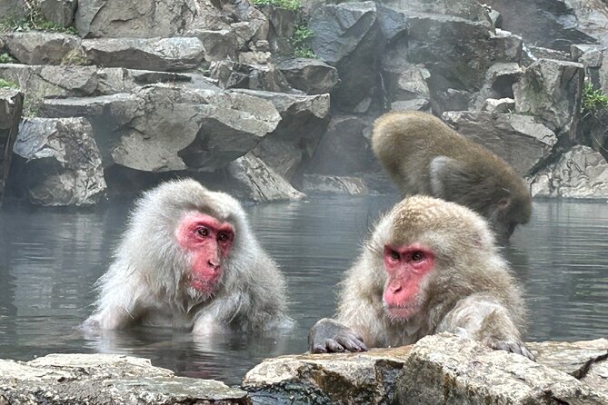 Shuttle Van Tour, Snow Monkey Park, To-And-From Tokyo