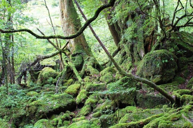 Yakushima 1 Day SHIRATANI UNSUIKYO Walking With ENGLISH Speaking Guide