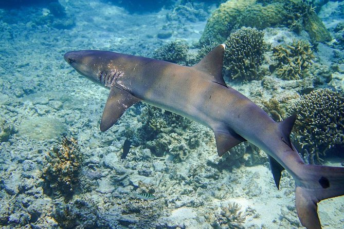 [Miyakojima, Diving Experience] Completely Charter Than 2 People Sea Turtle and Shark Sometimes Madaratobiei! Skin Diving at Deeper Points - Skin Diving Experience