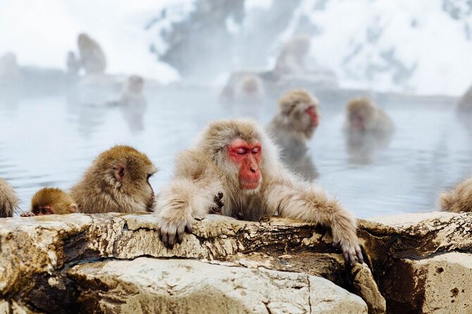 1-Day Snow Monkeys, Zenko-ji Temple & Sake in Nagano - Snow Monkey Park Adventure Begins