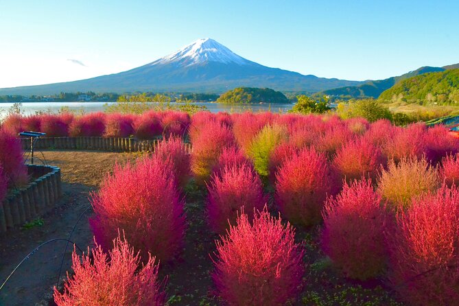 Full Day Tour to Mount Fuji in Spanish - Health and Safety Guidelines