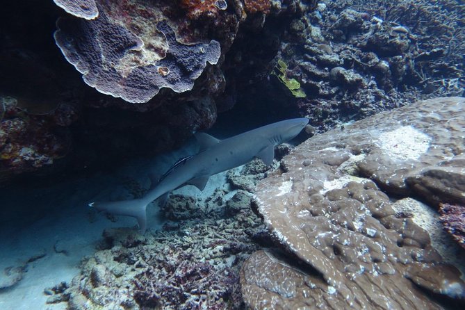 [Miyakojima, Diving Experience] Completely Charter Than 2 People Sea Turtle and Shark Sometimes Madaratobiei! Skin Diving at Deeper Points - Inclusions of the Package