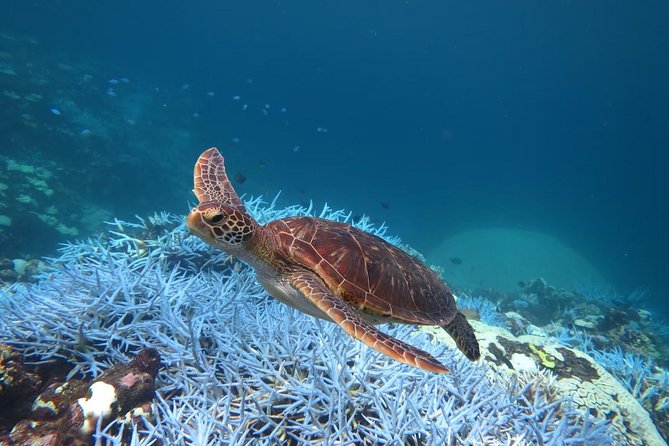 [Miyakojima, Diving Experience] Completely Charter Than 2 People Sea Turtle and Shark Sometimes Madaratobiei! Skin Diving at Deeper Points - Meeting Point Information