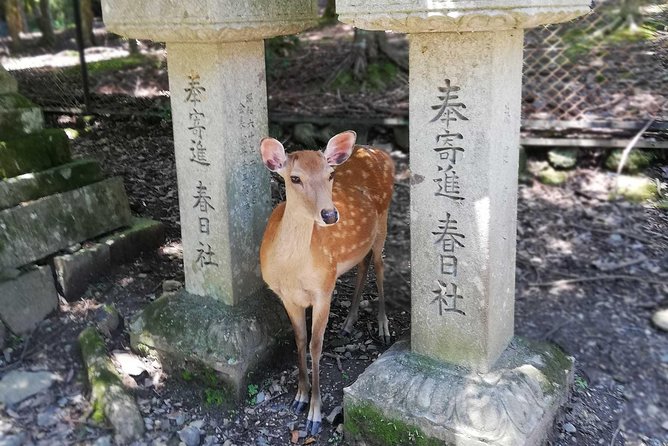 Nara Half Day Trip Walking Tour