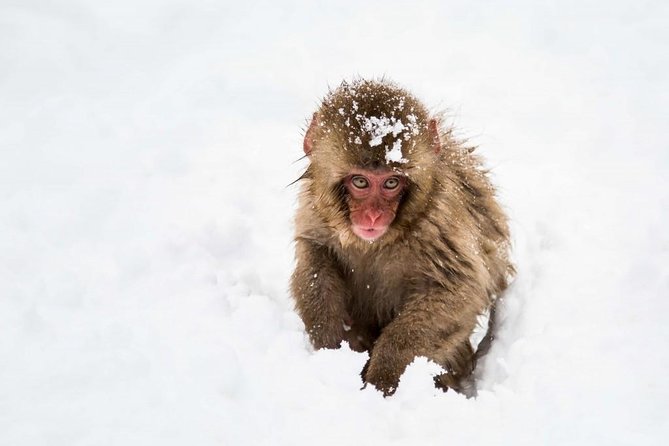 1-Day Snow Monkeys, Zenko-ji Temple & Sake in Nagano - Customer Reviews and Testimonials