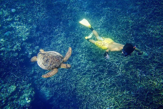 [Miyakojima, Diving Experience] Completely Charter Than 2 People Sea Turtle and Shark Sometimes Madaratobiei! Skin Diving at Deeper Points - Additional Participation Requirements