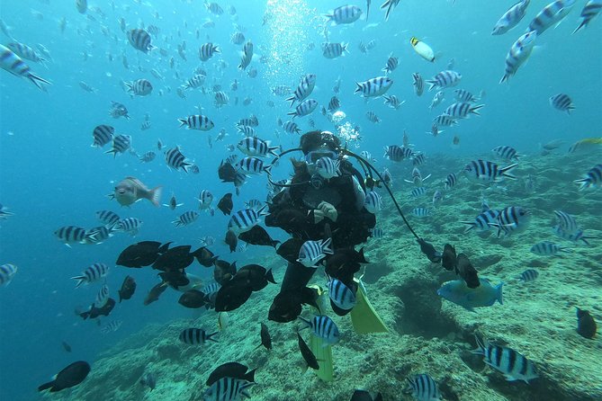 Blue Cave Experience Diving! [Okinawa Prefecture] Feeding & Photo Image Free! English, Chinese Guide