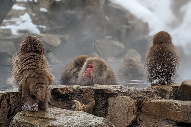 Nagano Snow Monkey 1 Day Tour With Beef Sukiyaki Lunch From Tokyo