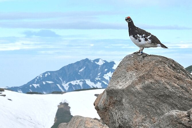 (Spring Only) 1-Day Snow Walls of Tateyama-Kurobe Alpine Route Tour