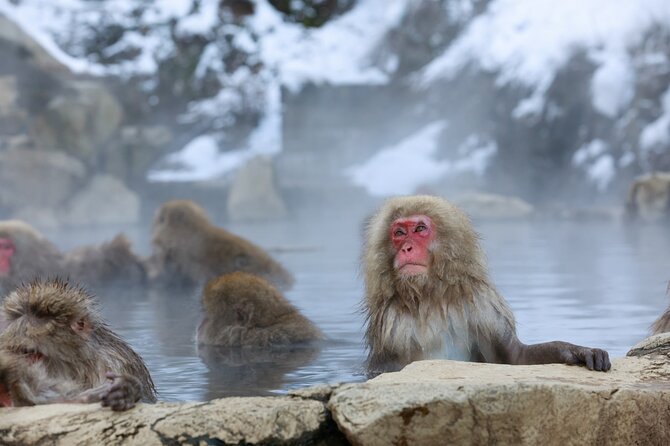 1-Day Private Snow Monkey ZenkoJi Temple & SakeTasting NaganoTour - Inclusions and Exclusions