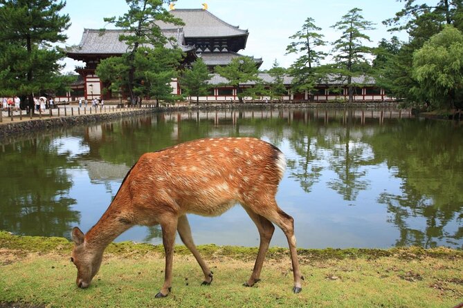 All Must-Sees in 3 Hours - Nara Park Classic Tour! From JR Nara! - Whats Included and Cancellation