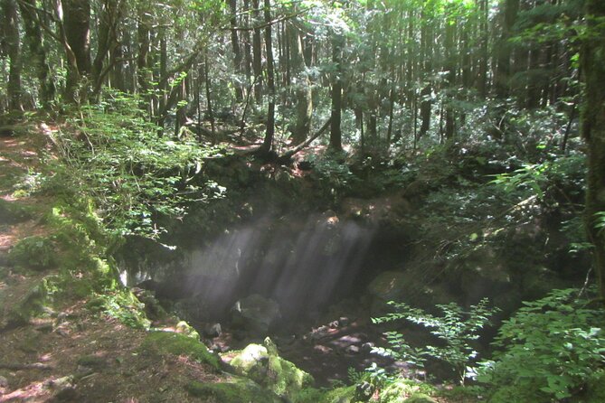 Exploring Mt Fuji Ice Cave and Sea of Trees Forest - Exploring Aokigahara Forest