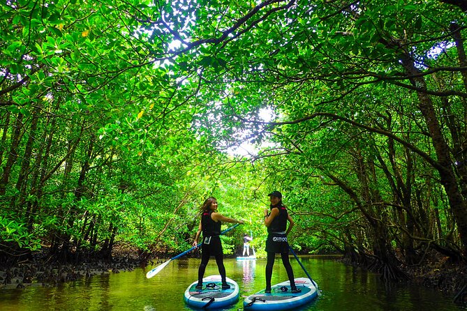 Iriomote Island Canoe/Sup Tour in a World Heritage Site - Whats Included in the Tour