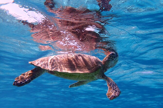 [Miyako] Great View Beach Sup/Canoe & Sea Turtle Snorkeling! - Tour Schedules and Details