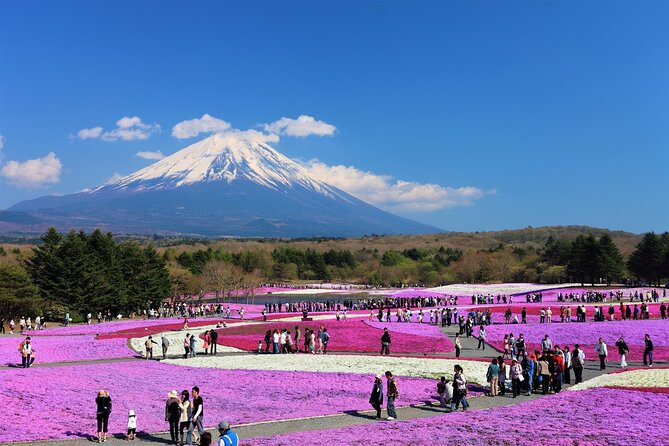 Mt. Fuji, Hakone Full-Day Private Tour With English Driver Guide - Driver Performance Reviews