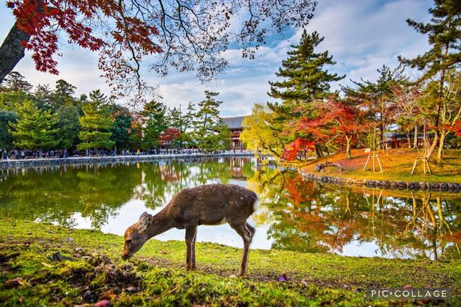 Private Tour Kyoto-Nara W/Hotel Pick up & Drop off From Kyoto - What to Expect on Tour