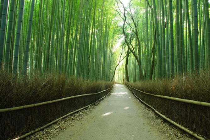 Sagano Romantic Train & Arashiyama, Kiyomizudera, Fushimi Inari Taisha Day Tour - Tour Guide Experience and Reviews