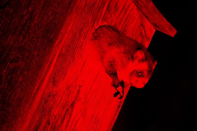 Wild Japanese Flying Squirrel Watching Tour in Nagano - Squirrel Watching Experience Details