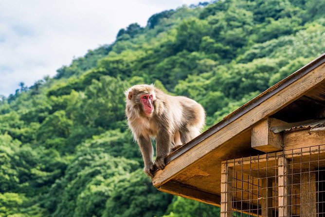 Afternoon Arashiyama Bamboo Forest & Monkey Park Bike Tour - Meeting Point and Tour Details