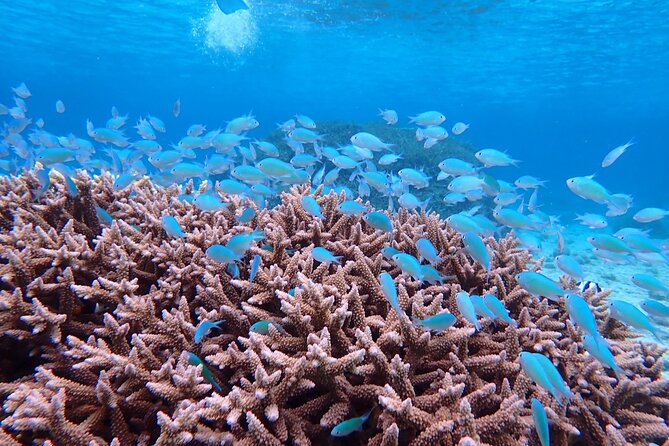 Dive Into the Sparkling Sea of Okinawa Miyako! Let's Go Snorkeling With Sea Turtles! - Snorkeling With Sea Turtles