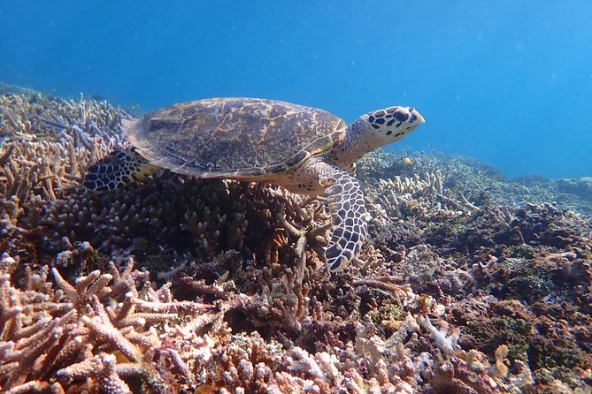 [Iriomote] SUP/Canoe Tour Snorkeling Tour at Coral Island - Booking and Cancellation Policies