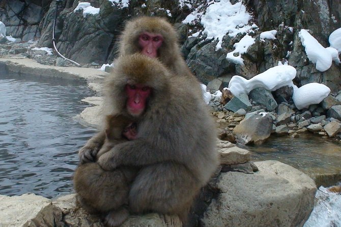 Nagano Guided Ski Trip, With Snow Monkeys Visit - Accommodations and Dining Options