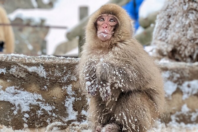 Nagano Snow Monkey 1 Day Tour With Beef Sukiyaki Lunch From Tokyo - Guide Quality and Performance