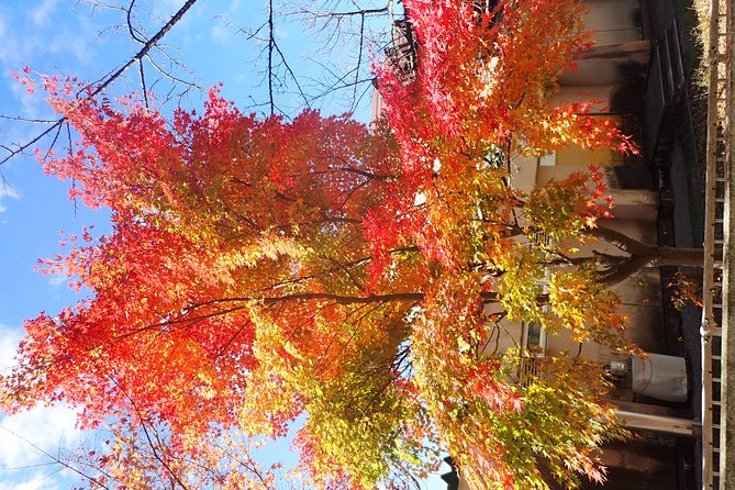 Private-group Morning Cycling Tour in Hida-Furukawa - What to Expect on Tour