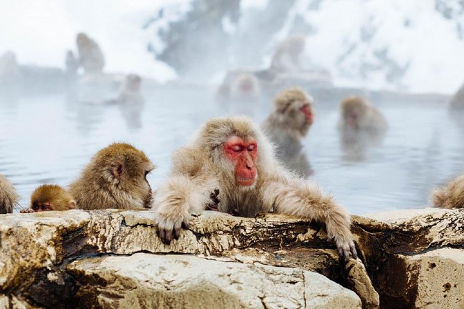 Snow Monkey Tour at Jigokudani in Naganos Shiga-kogen - Logistical Details and Tips