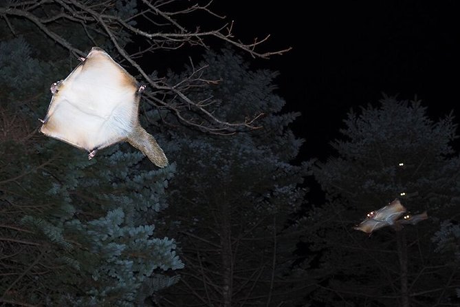 Wild Japanese Flying Squirrel Watching Tour in Nagano - Tour Schedule and Availability