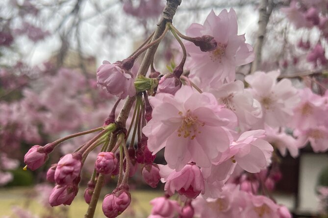 Yanaka and Asakusa Walk Around DOWNTOWN TOKYO Like a Local - Uncovering Local Secrets and Tips