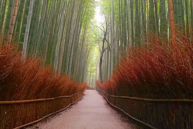 Afternoon Arashiyama Bamboo Forest & Monkey Park Bike Tour - What to Expect on the Tour