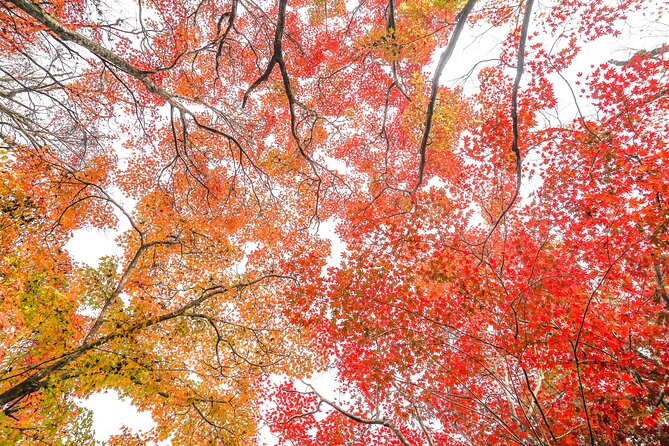 Kyoto Arashiyama Bamboo Forest & Garden Half-Day Walking Tour - Important Tour Information and Notes