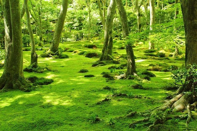 Kyoto Arashiyama & Sagano Bamboo Private Tour With Government-Licensed Guide - Our Expert Local Guides