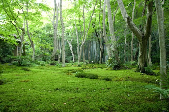 Kyoto Bamboo Forest Electric Bike Tour - Memorable Moments With Guides