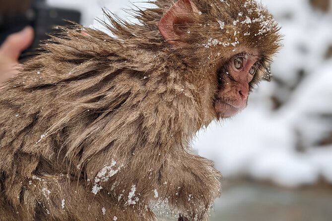 Nagano Snow Monkey 1 Day Tour With Beef Sukiyaki Lunch From Tokyo - Preparing for the Tour Adventure