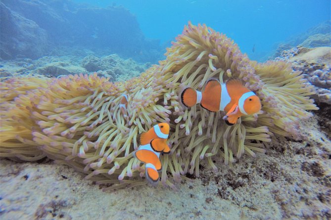 Blue Cave Experience Diving! [Okinawa Prefecture] Feeding & Photo Image Free! English, Chinese Guide - Safety Guidelines and Precautions