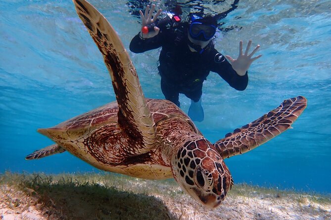 Dive Into the Sparkling Sea of Okinawa Miyako! Let's Go Snorkeling With Sea Turtles! - Cancellation and Refund Policy