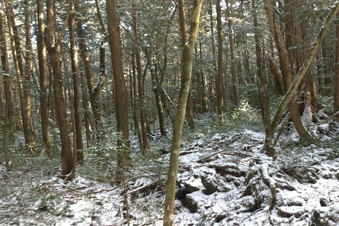 Exploring Mt Fuji Ice Cave and Sea of Trees Forest - Reviews From Fellow Travelers