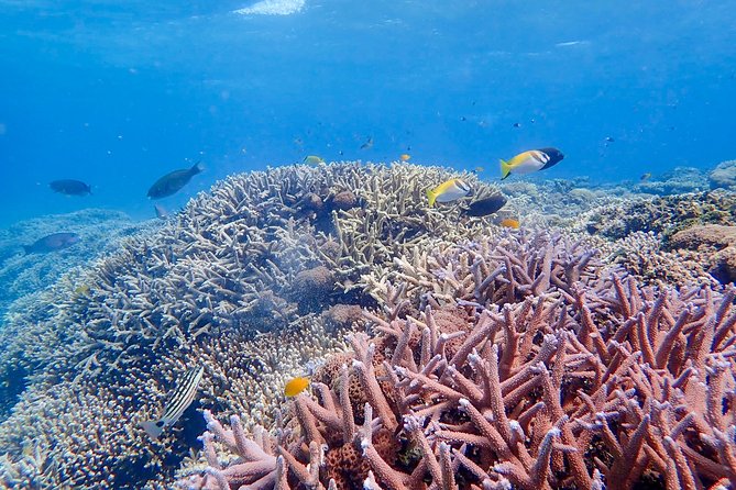 [Iriomote] SUP/Canoe Tour Snorkeling Tour at Coral Island - Important Information and Reminders