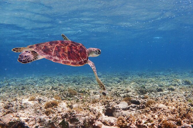 [Ishigaki] Kabira Bay SUP/Canoe Blue Cave Snorkeling - What to Expect on Tour