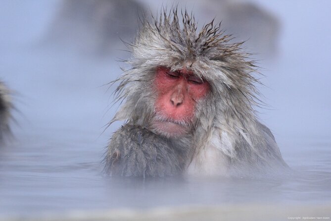 Nagano Snow Monkey 1 Day Tour With Beef Sukiyaki Lunch From Tokyo - Important Traveler Considerations