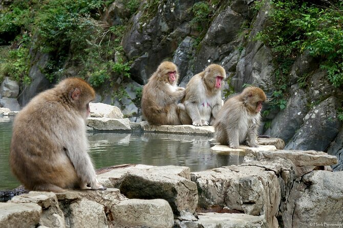 1-Day Private Snow Monkey ZenkoJi Temple & SakeTasting NaganoTour - Reviews and Recommendations