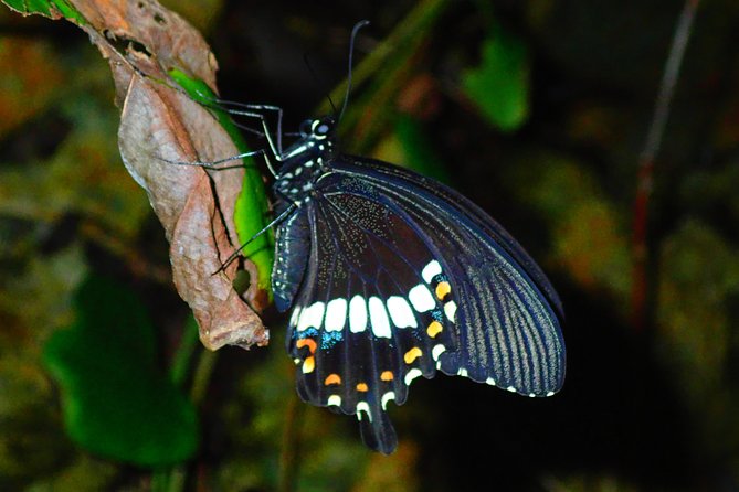 [Okinawa Miyako] Natural Planetarium! Starry Sky & Subtropical Jungle Night Tour - Tour Operator and Booking Details