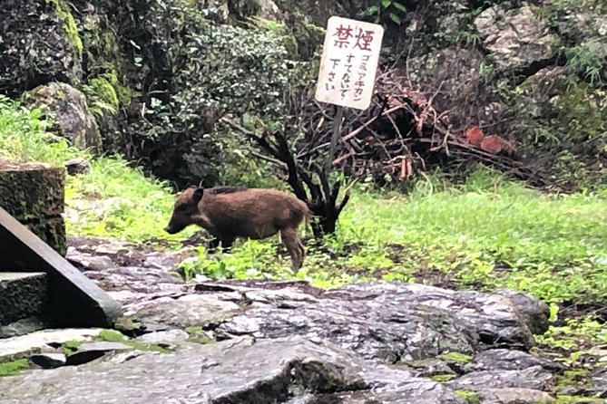 Tokyo Countryside Exploration Private Tour - Discover Off-the-Beaten-Path Destinations