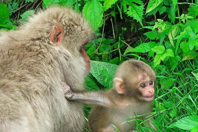 1-Day Private Snow Monkey ZenkoJi Temple & SakeTasting NaganoTour - Directions and Itinerary