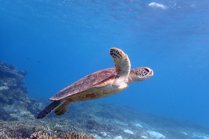 Dive Into the Sparkling Sea of Okinawa Miyako! Let's Go Snorkeling With Sea Turtles! - Just The Basics