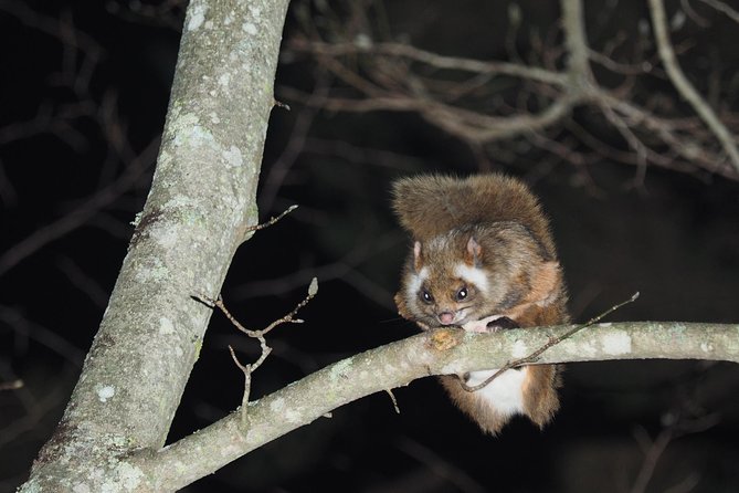 Wild Japanese Flying Squirrel Watching Tour in Nagano - Just The Basics