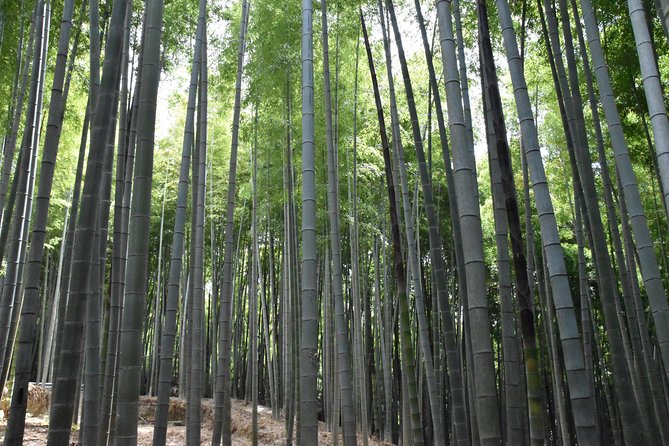 Inside of Fushimi Inari – Exploring and Lunch With Locals