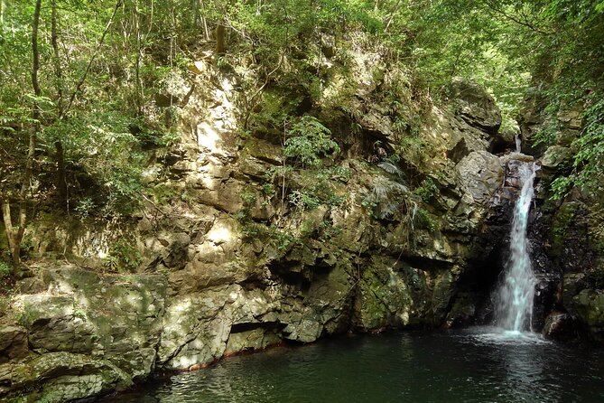 Jungle River Trek: Private Tour in Yanbaru, North Okinawa